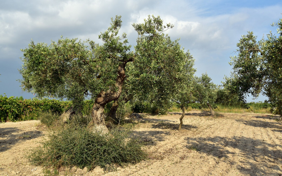 Leopictures  Pixabay olivos sicilia sequia oleo230924