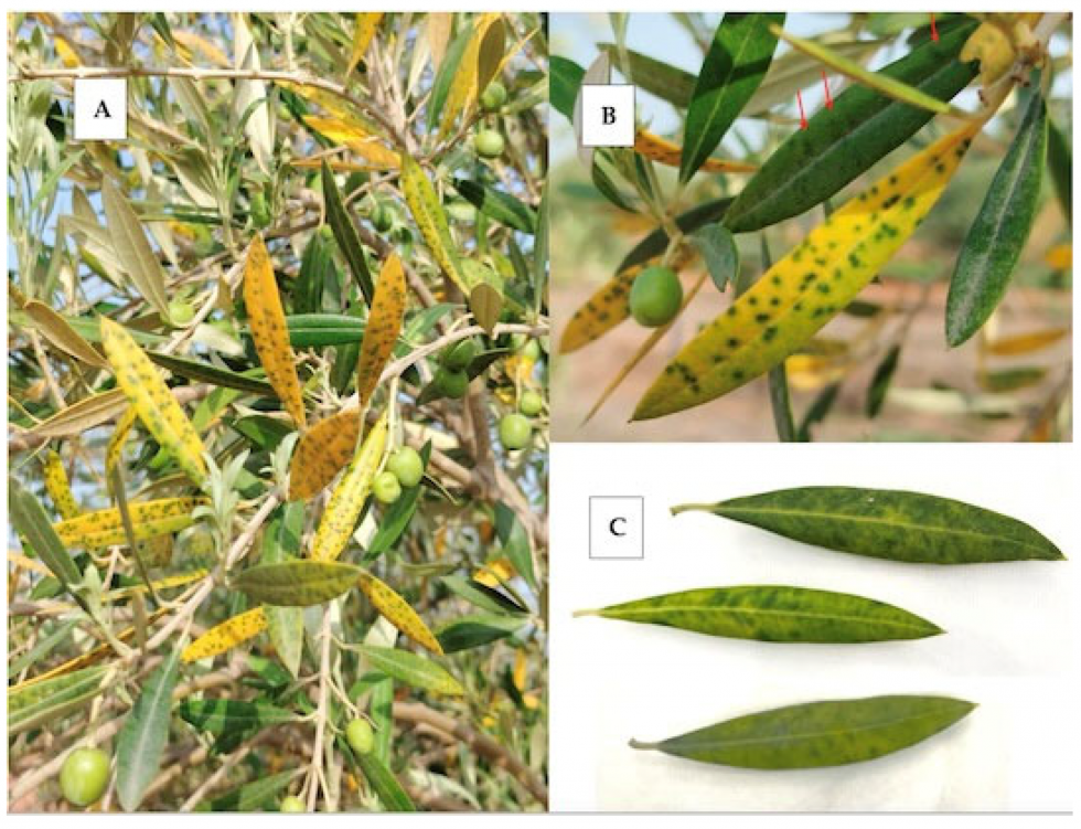 Nuevo virus hoja olivo ivia oleo270924