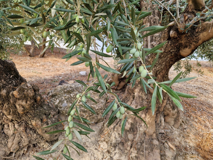 Olivar septiembre dosierra cazorla oleo270924