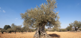 Ayudas olivar sequí andalucia oleo071024