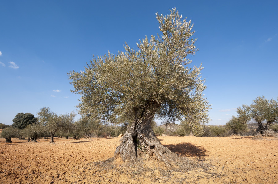 Ayudas olivar sequí andalucia oleo071024