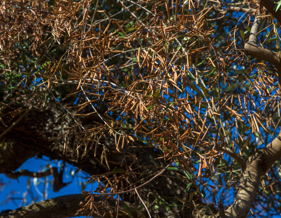 Xylella fastidiosa neuvas medidas eu oleo101024