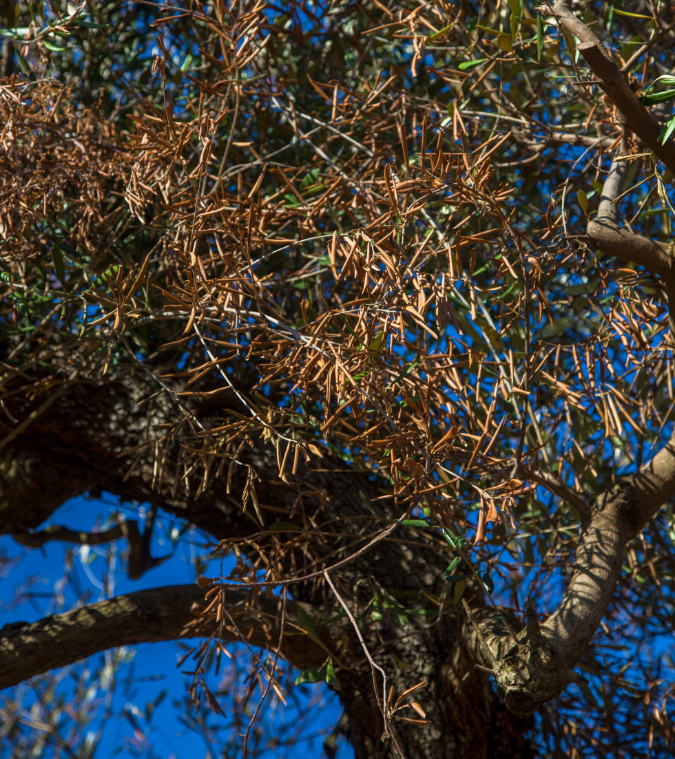 Xylella fastidiosa neuvas medidas eu oleo101024