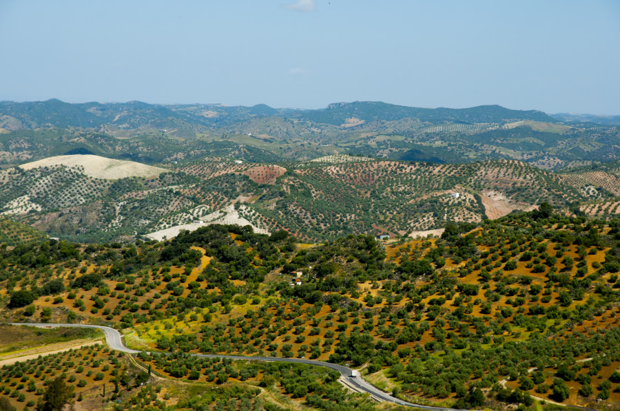 Previsiones olivar malaga oleo101024