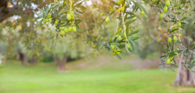 Olivo agricultura ecologico mpa23 oleo171024