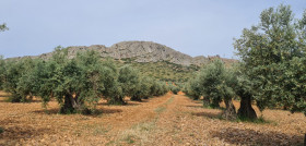 Olivos en flor  DOP Montes Toledo oleo231024