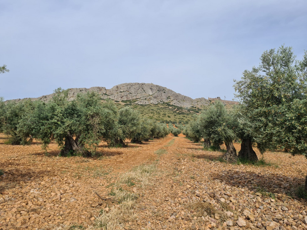 Olivos en flor  DOP Montes Toledo oleo231024