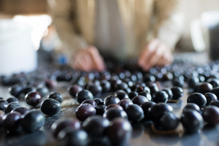 Compuesto fenolico aceitunas negras oleo081124