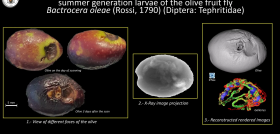 Microtomografia estudio ugr mosa olivo oleo11124