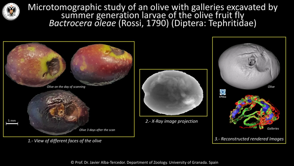 Microtomografia estudio ugr mosa olivo oleo11124