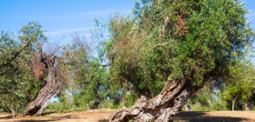 Seminario xylella ias csic oleo131124