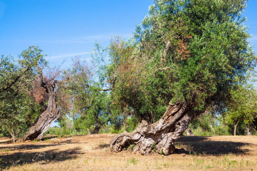 Seminario xylella ias csic oleo131124