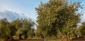 Olivar extremadura abandono oleo251124