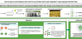 Biopesticidas biocidas sapienza olivo oleo281124