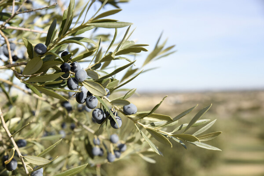 Olivo cataluña oleo031224