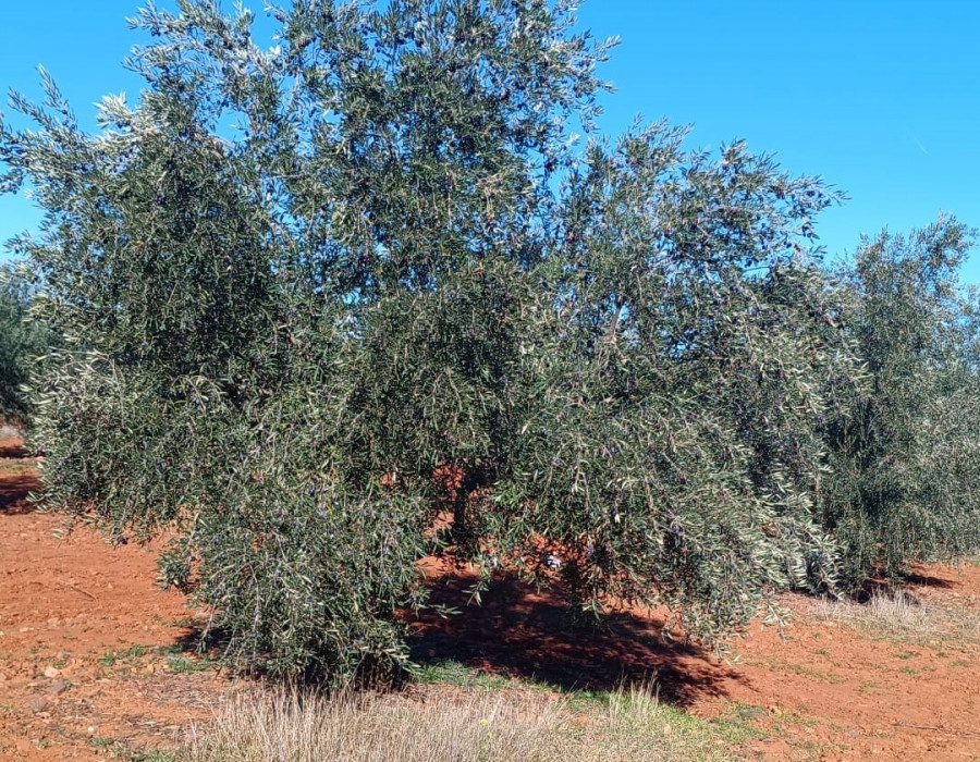 Asaja ciudad real ecord recogida oleo101224