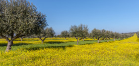 Olivos alentejo flores proyecto MiOlive3 oleo261224