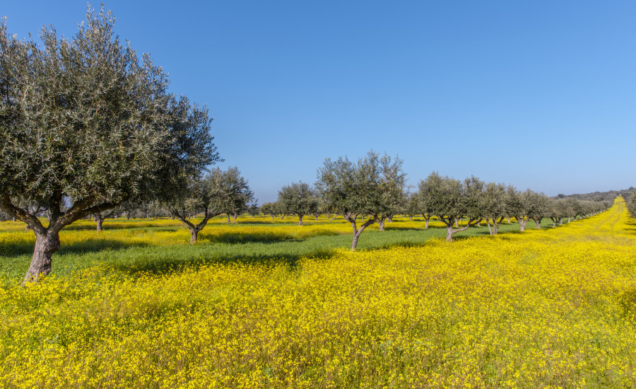 Olivos alentejo flores proyecto MiOlive3 oleo261224