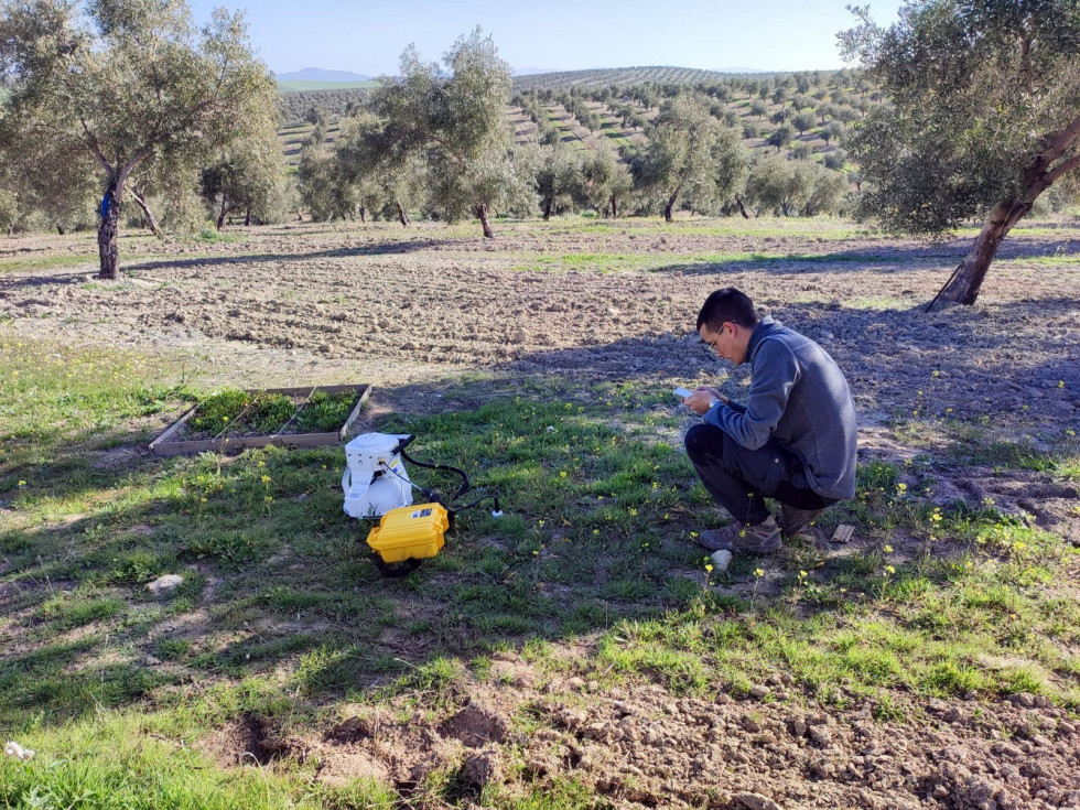 Soil Olive trabajos de campo 2024 oleo100125