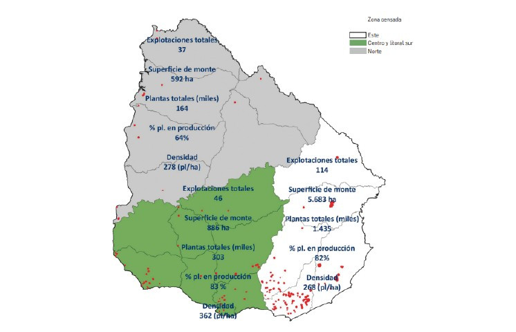 Distribucion olivares uruguay oleo140125