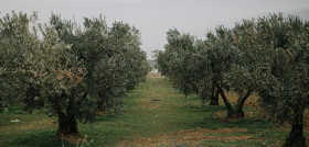 Cultivos arboreos suelos olivar csic oleo150125