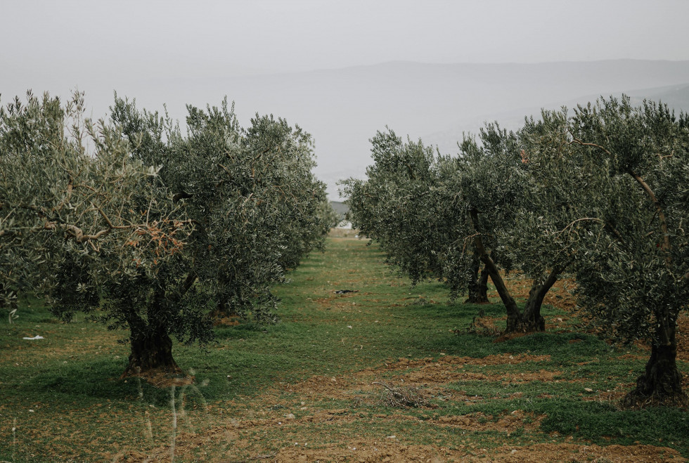 Cultivos arboreos suelos olivar csic oleo150125