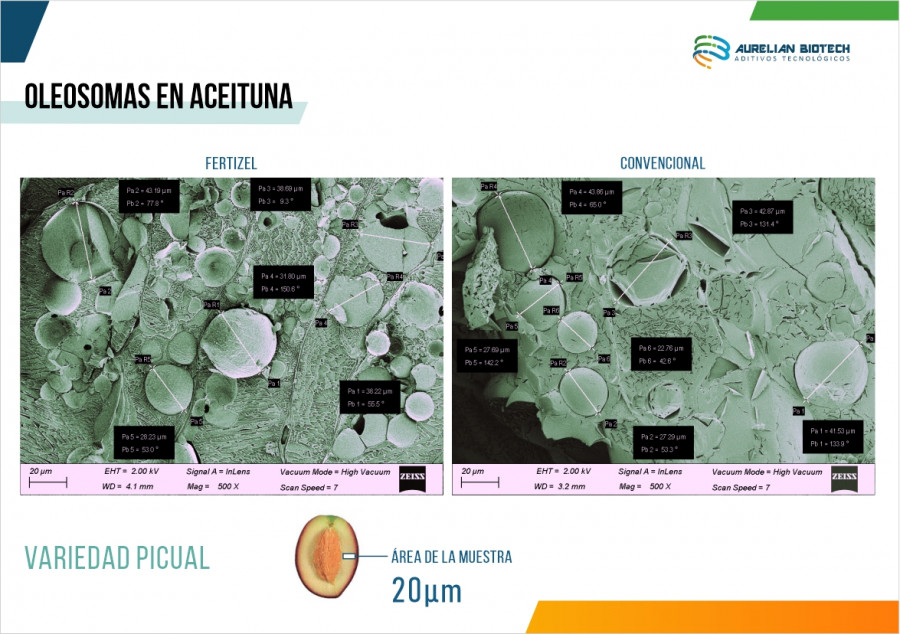 Oleosomas Estructura IA Aurelian Biotech oleo160125