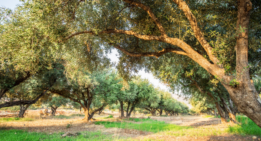 Estudio suelos olivar nature oleo170125