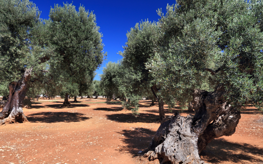 Xylella olivar plan italia mipaaf ayudas 1902225