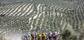 La carrera en el olivar patrocinio interprofesional oleo200225